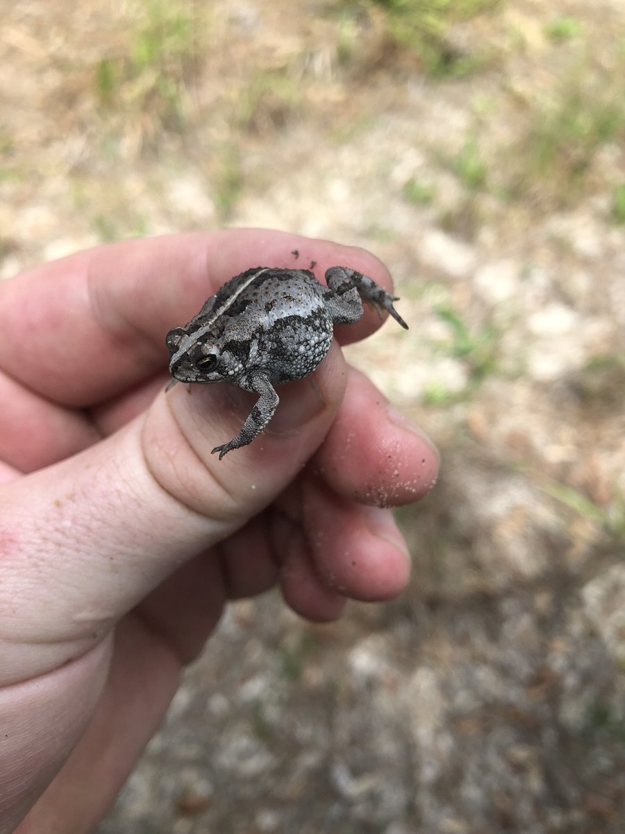 robzlloyd's tweet photo. I am officially addicted to #HerpMapper.. it’s like #PokémonGo, but real life and more dragon types
#concinna #clamitans #quercicus #terrestris #herpetology https://t.co/aXDAXuKYVu