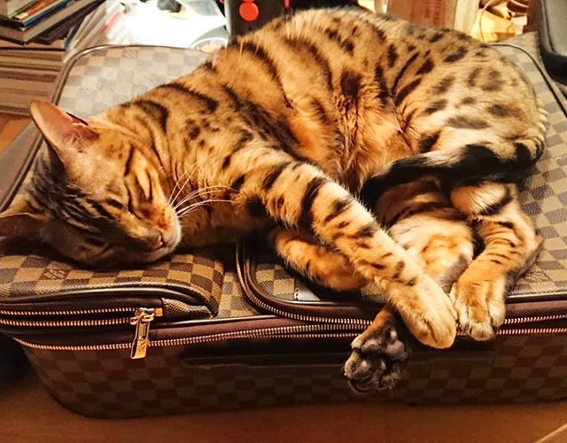 Louis Vuitton Orange Cat Bag