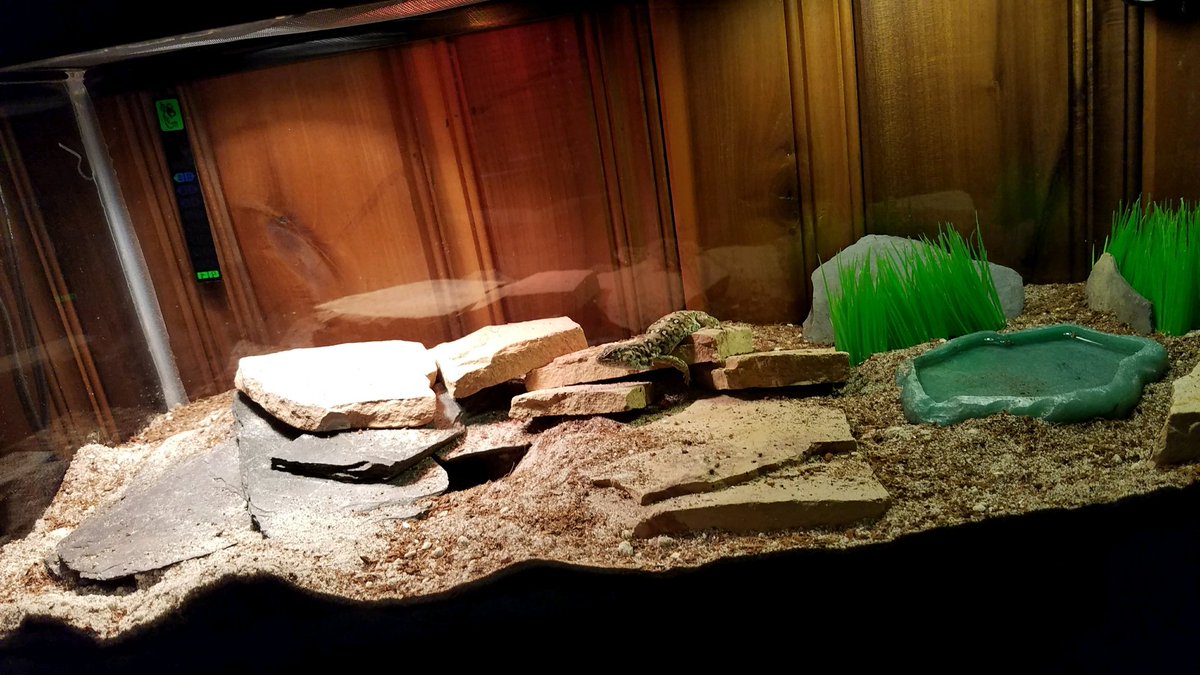 voldotBEAT's tweet photo. My little lizard is the best little lizard there is. I call him Lord Zilla. Because we feel that calling yourself GODzilla is just a little presumptuous https://t.co/USijMBJyi0