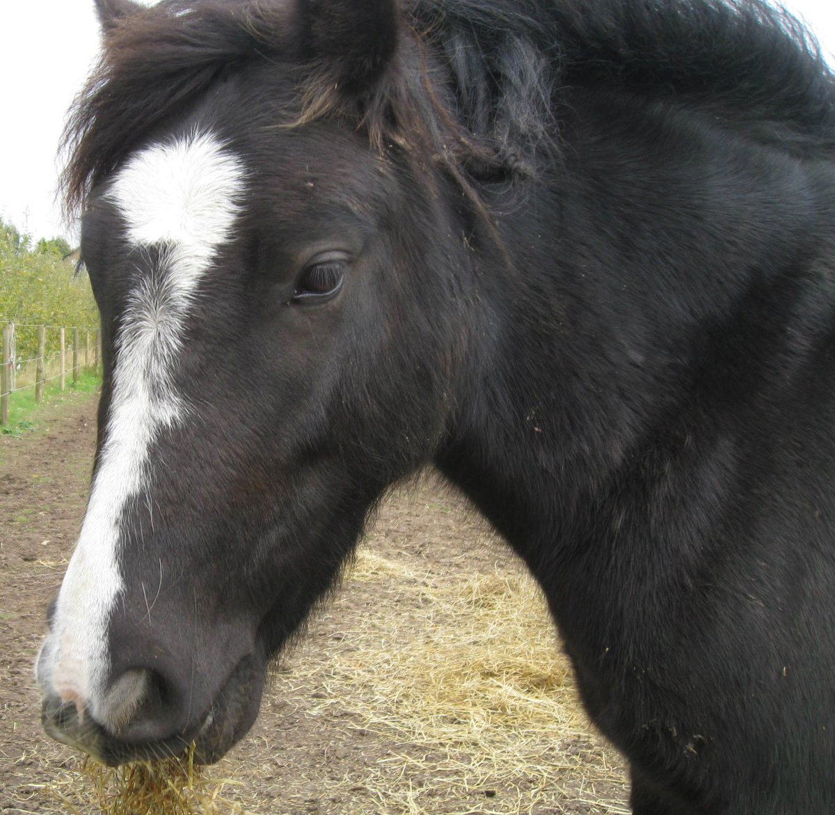 "To live in this world, you must be able to do three things: to love what is mortal; to hold it against your bones knowing your own life depends on it; and, when the time comes to let it go, to let it go"
#savingMurphy