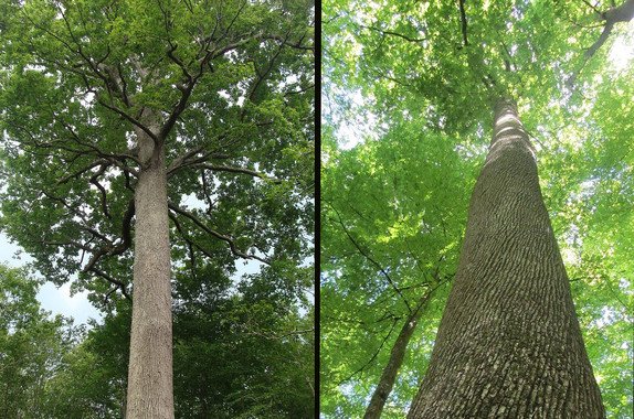 BIOTECH_SI's tweet photo. El genoma del roble revela el secreto de la longevidad de los árboles https://t.co/GhrciiielC https://t.co/d47vIR85AB