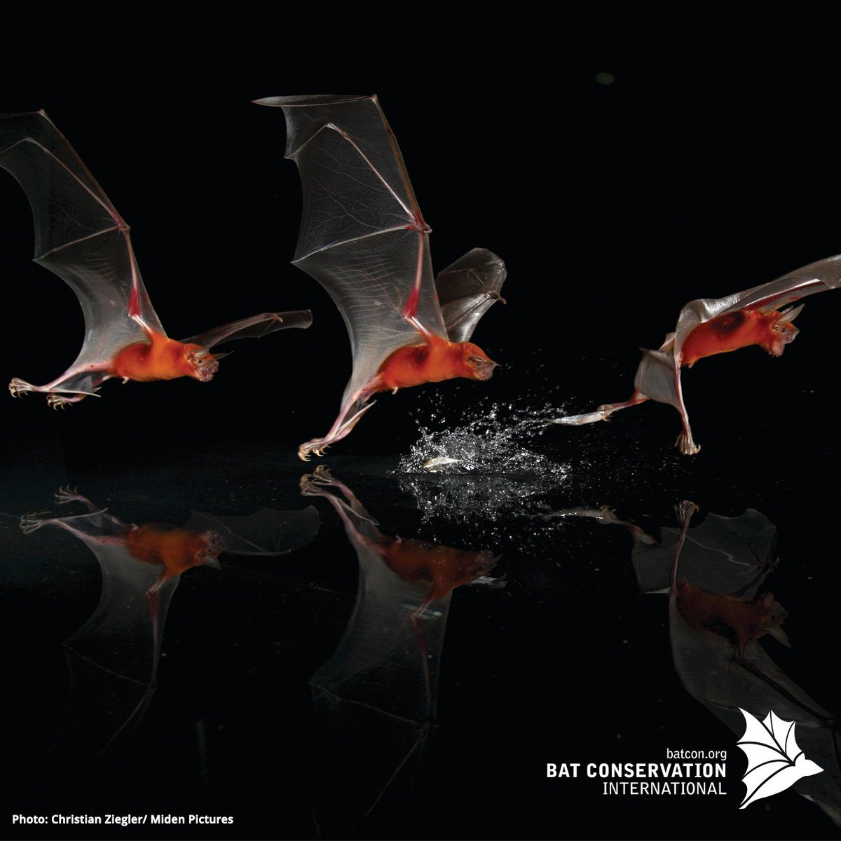 Happy #NationalSelfieDay!  Some bats, like this greater bulldog bat (Noctilio leporinus), are natural selfie takers 🦇🌊  #bats #smile