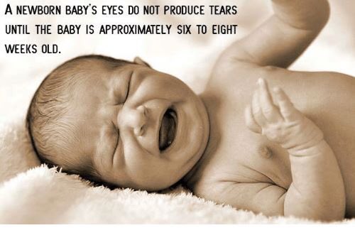 InViewOpticians's tweet image. Why newborn babies do not produce tears when they cry?Newborns do not shed tears because their tear ducts have not fully formed. After about a month (once the ducts have had a chance to develop) you will start to see teardrops. 😥
#BelmontCircle #Harrow