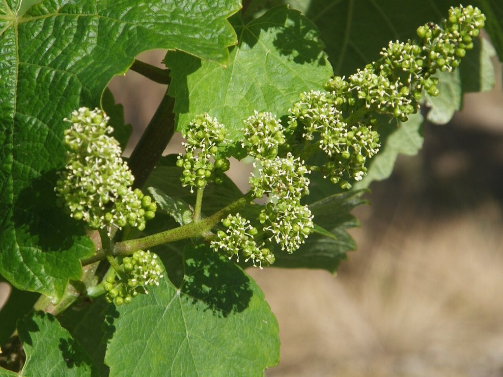 Rezabaltxakoli's tweet photo. El sol del verano convierte los brotes en flores que pronto pasarán a ser los frutos del #txakoli #rezabal  #wine #wineyard https://t.co/ZLxFtsfAo0