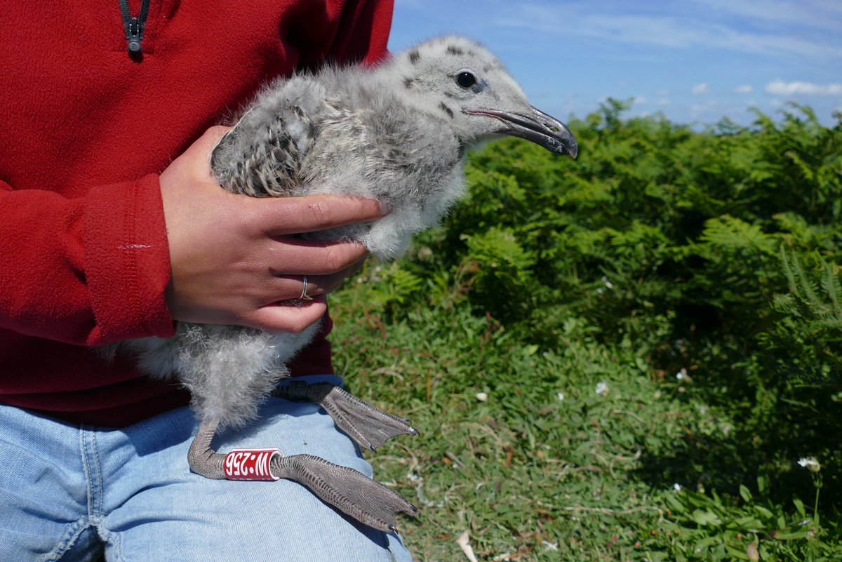 SkokholmIsland's tweet photo. We're again busy colour ringing Great Black-backed Gull chicks. These rings generate a fantastic number of resightings, with the majority coming from Cornwall. Please keep an eye out for red rings with a white code @CornwallBirding @BirdGuides @_BTO https://t.co/2UBLwdjMiv