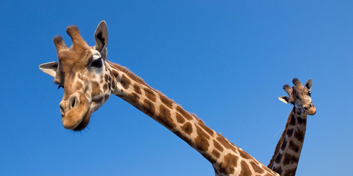 PatrickAryee's tweet photo. Talk about a head rush!!! ...To protect the brain from rapid blood pressure changes when lowering the head, giraffes have special valves & elastic-walled vessels to to stop the back-flow of blood! 👌🏾🤓
#WorldGiraffeDay #HeadRushes #SuperCoolScience #ThursdayThoughts #BigBeasts https://t.co/i3lsu17yBI