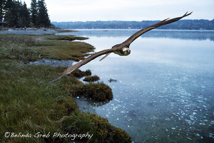 BelindaGreb's tweet photo. Coming straight on for you - https://t.co/iHE0Jci7n2 Photographic Art by Belinda Greb https://t.co/Pq6suthyya