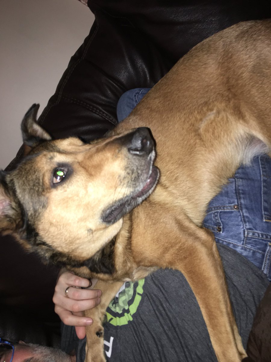joecolantonio's tweet photo. When you ignore your dog all day to run an online conference #testingguild https://t.co/tN1nWfH6Tw