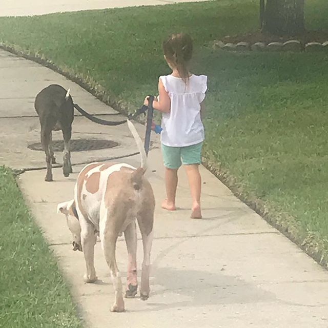 Just a girl out walking her pups.
-
Of course, the old man was stuck carrying the 💩 bag! 🤣🤣🤣
-
#dadlife #agirlandherdogs #adianddaddy #americanbulldog #gsp #getmanshorthairedpointer #americanbulldogsofinstagram #gspsofinstagram ift.tt/2MdF2Ky