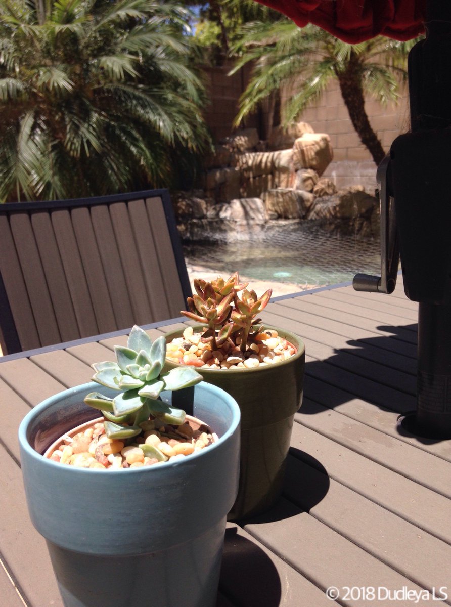 OCDudleya's tweet photo. Summer Solstice is here! and time to add #succulents to your garden as outdoor centerpieces, #Graptopetalum #paraguayense &amp; #Sedum #nussbaumerianum are as tough as nails. #Irvine, June 2018. #SummerSolstice2018 #SummerSolstice #succulentContainers https://t.co/ArQEGC1Jdy