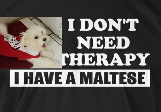 Gigi_tsy's tweet photo. Mi Maltese mi bebe https://t.co/LxSWiXe1Sb