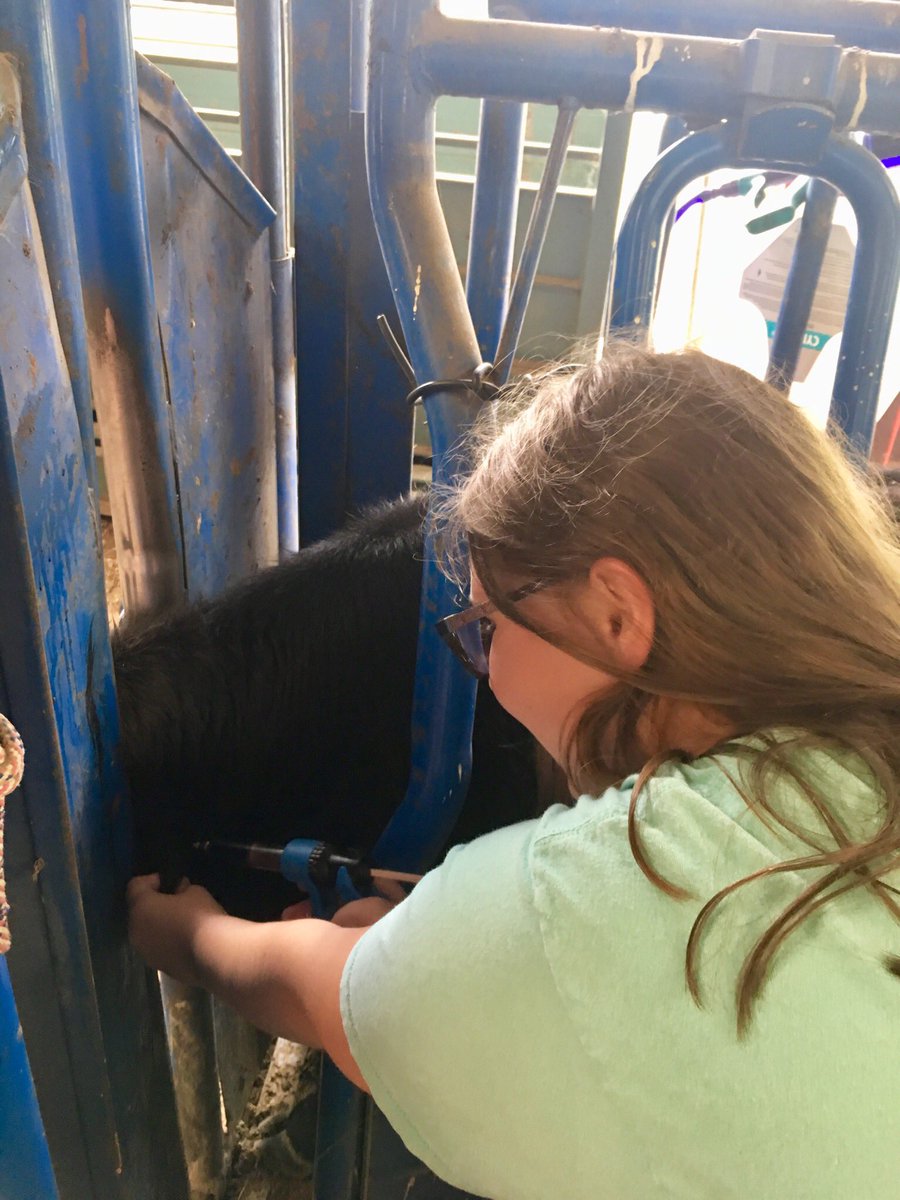 NekitaJohnson_'s tweet image. At UTM Skyhawk Camp on Day 4, we cared for cattle: inserting tags, giving vaccinations, drawing blood, and herding cattle. 
@suptking @utmartin @utmsomerville #LearningWhileHavingFun