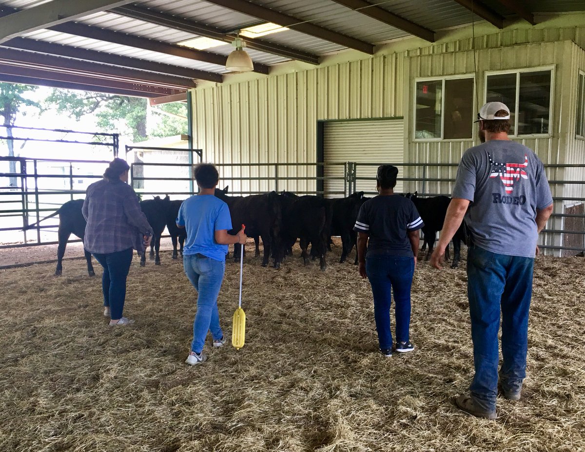 NekitaJohnson_'s tweet image. At UTM Skyhawk Camp on Day 4, we cared for cattle: inserting tags, giving vaccinations, drawing blood, and herding cattle. 
@suptking @utmartin @utmsomerville #LearningWhileHavingFun