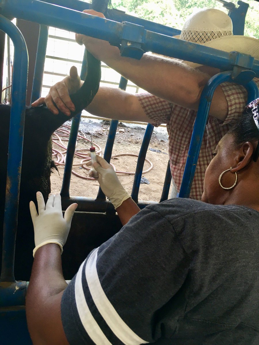 NekitaJohnson_'s tweet image. At UTM Skyhawk Camp on Day 4, we cared for cattle: inserting tags, giving vaccinations, drawing blood, and herding cattle. 
@suptking @utmartin @utmsomerville #LearningWhileHavingFun