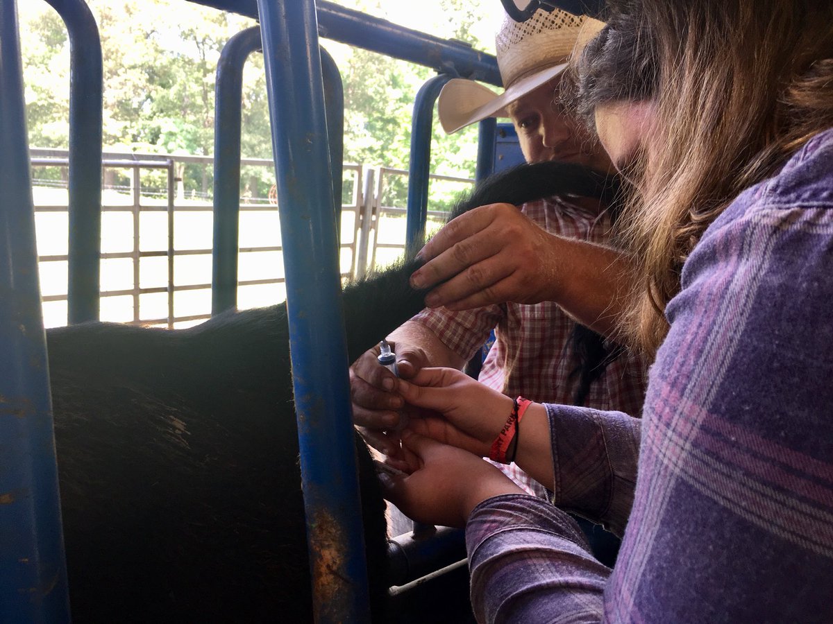 NekitaJohnson_'s tweet image. At UTM Skyhawk Camp on Day 4, we cared for cattle: inserting tags, giving vaccinations, drawing blood, and herding cattle. 
@suptking @utmartin @utmsomerville #LearningWhileHavingFun