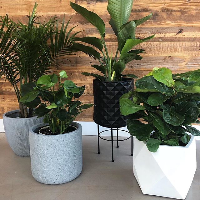besthomefashion's tweet photo. Check out these beautiful plants from our friends at @costafarms! 🌱🌿Stay tuned for an upcoming giveaway! 🙌
•
•
•
#costafarms #houseplants #plantlovers #livedecor #planting #plantsofinstagram #bhghome #diyhomedecor #diyhome #gogreen #interiordecor… https://t.co/OPimPtGk3h https://t.co/uhSY3RUSgz