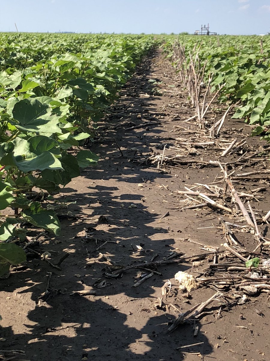 Quentin Shieldknight (@qshieldknight) on Twitter photo <a href="/DynaGroSeed/">Dyna-Gro Seed</a> 3385b2xf getting after it and loading up in Spearman, Texas. #cotton @cpsdumas <a href="/agroliquid/">AgroLiquid</a> <a href="/CaseyMc32/">Casey McAnally</a> @zach_307 @jeffmillerttu <a href="/CropMetrics/">CropMetrics</a> <a href="/DynaGroSeed/">Dyna-Gro Seed</a> 3385b2xf getting after it and loading up in Spearman, Texas. #cotton @cpsdumas <a href="/agroliquid/">AgroLiquid</a> <a href="/CaseyMc32/">Casey McAnally</a> @zach_307 @jeffmillerttu <a href="/CropMetrics/">CropMetrics</a>