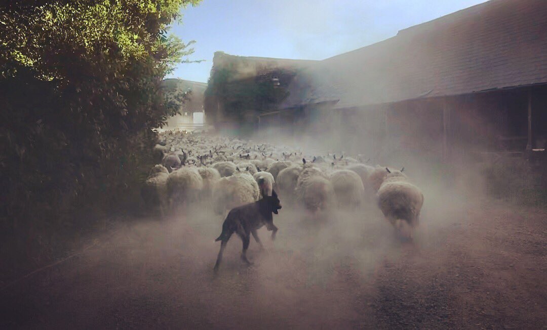 meandeweblog's tweet photo. A bit dusty tonight gathering ewes in for shearing tomorrow #sheep365 @BritishWoolFarm @EnglandShearing https://t.co/TEwukjUrgJ