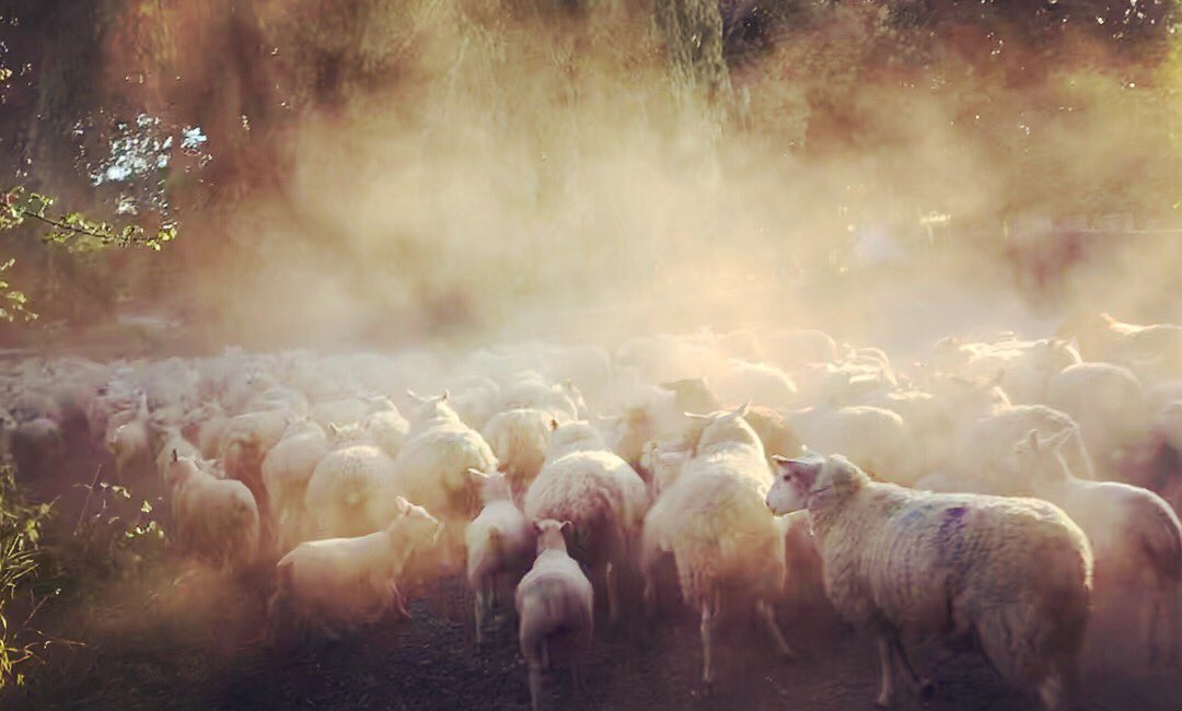 meandeweblog's tweet photo. A bit dusty tonight gathering ewes in for shearing tomorrow #sheep365 @BritishWoolFarm @EnglandShearing https://t.co/TEwukjUrgJ