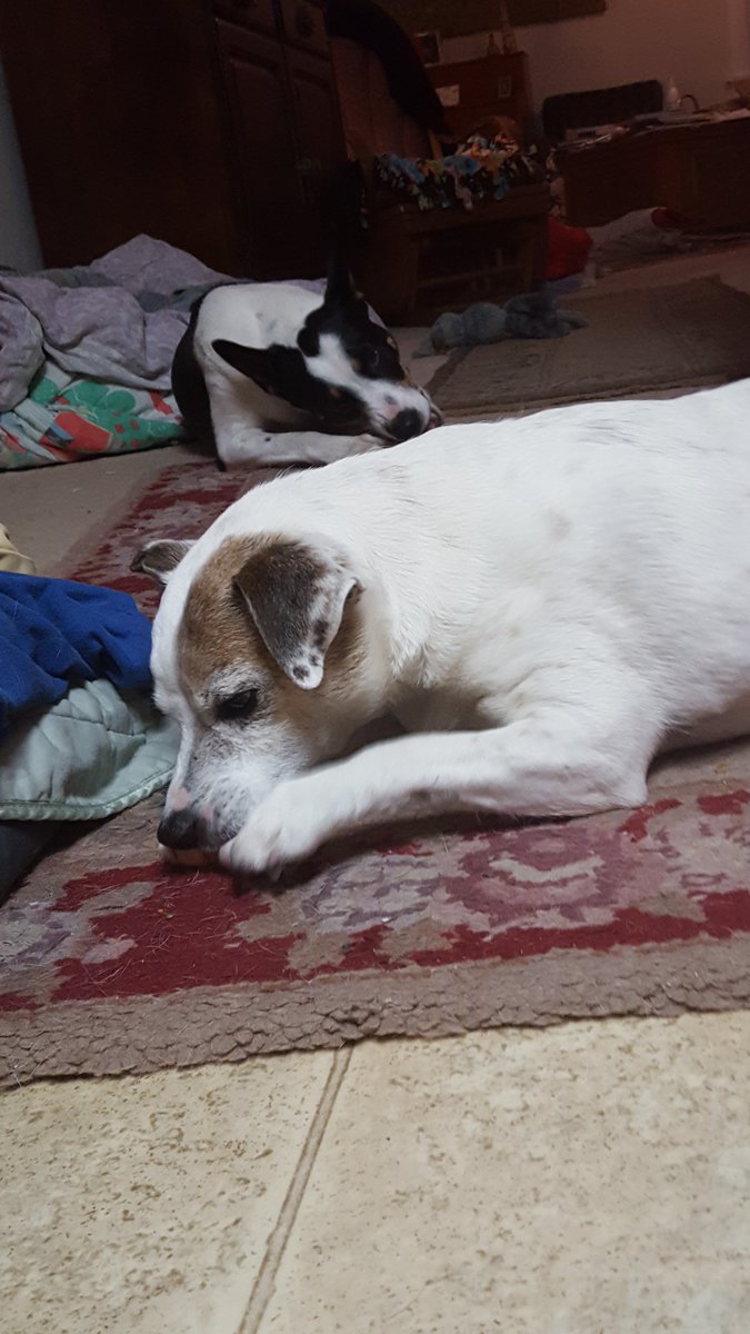margaretleight1's tweet photo. #HelpKAIAseeAgain
I'm raising money for Help Kaia See Again. Click to Donate:  https://t.co/5A5srcVusC … via @gofundme https://t.co/VPPE1fXOVS
