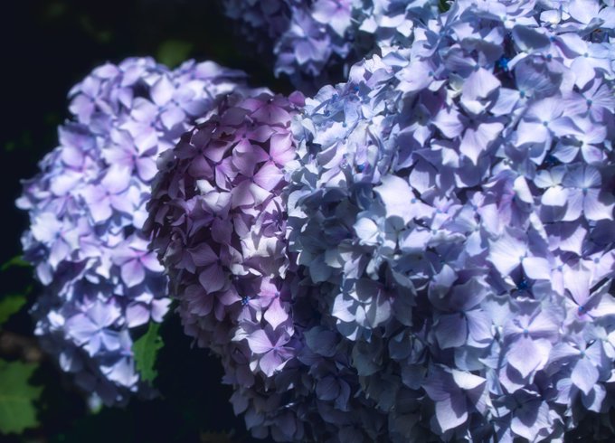 あじさい 高画質 のtwitterイラスト検索結果 古い順