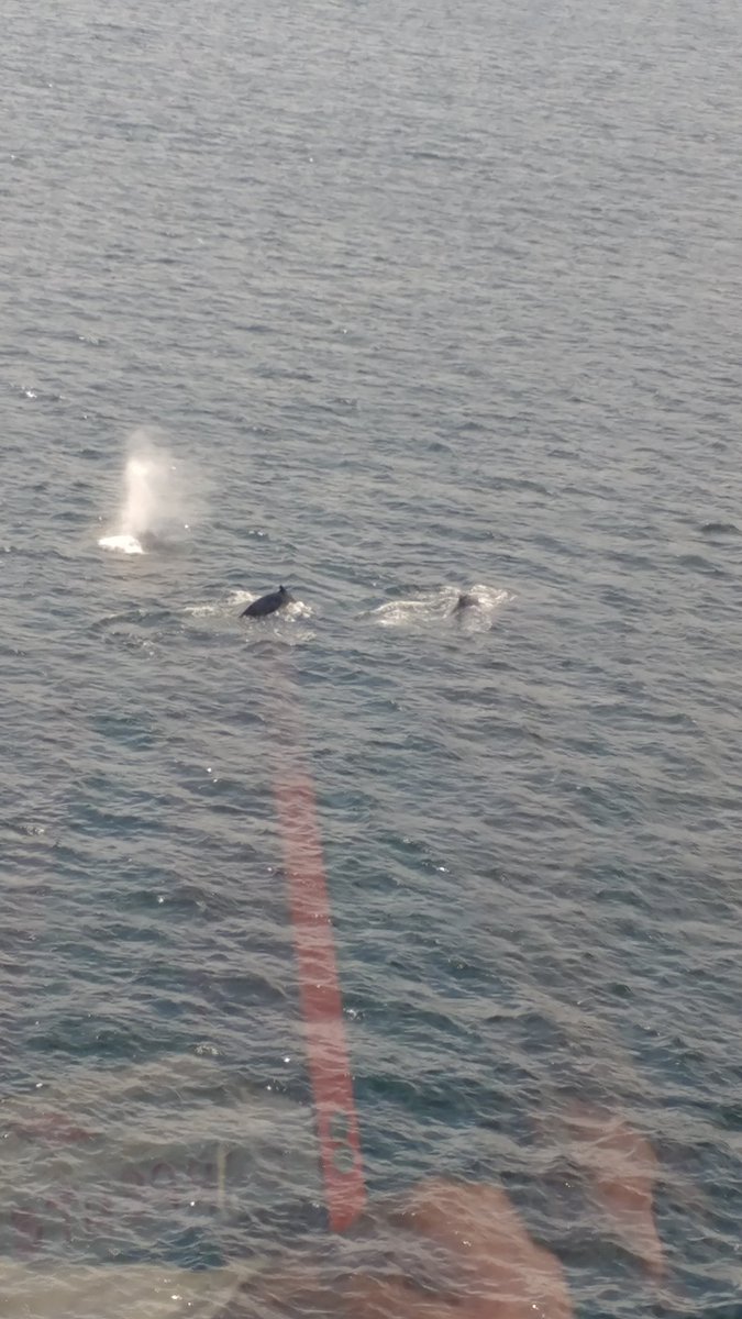 AAACentralPenn's tweet photo. This just in, 3 whales starboard side. This Alaskan land and sea journey has been unlike anything else. Now only if I could find Dory to help me speak with them @HALcruises #FindingNemoReference #TravelingwithAAA #travel #alaska #whaletail #whalewatching #whale https://t.co/dhNqLfgO7B