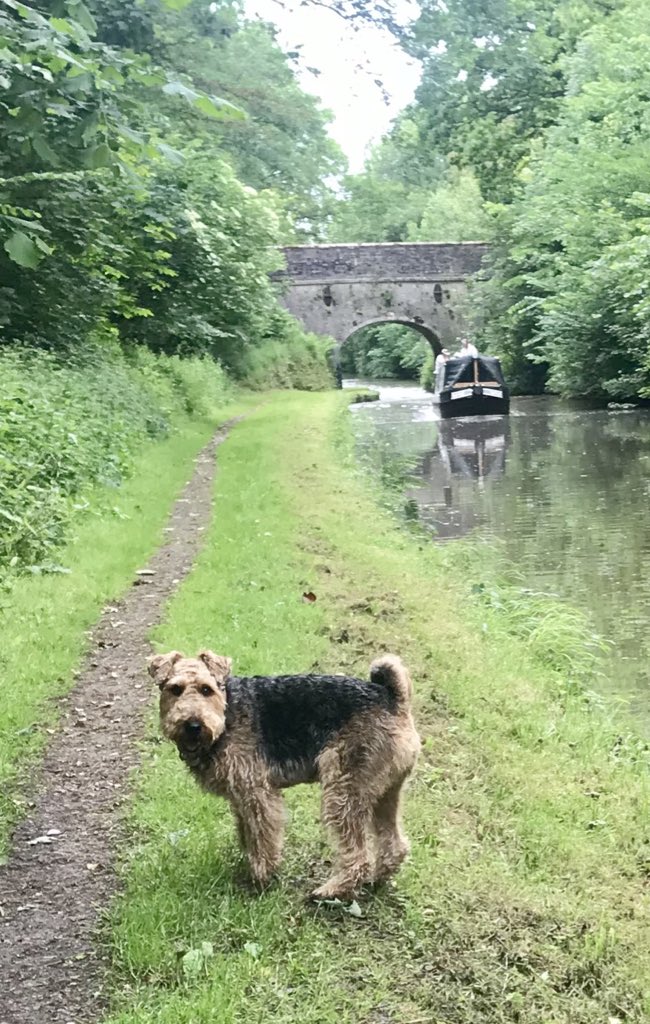 karenjones83's tweet image. It’s been a lovely long day and week. Back doing some work, back walking and back #onit #mojoback 😍😀🐾 #stokehospital #nhs 💕