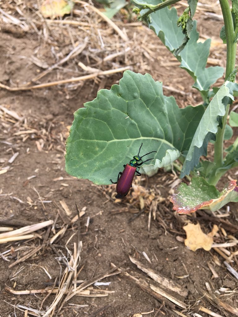 AChomysh's tweet photo. Came across a swarm of blister beetles in canola today. The damage to buds from their feeding is usually insignificant, but I wouldnβt recommend keeping them as a pet. #WestCdnAg #agbugchat #cargillgrows https://t.co/f0bsW5qcIn