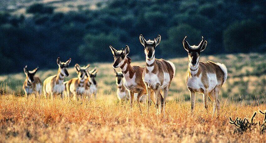 ThColoradoImage's tweet image. Pronghorn are curious animals