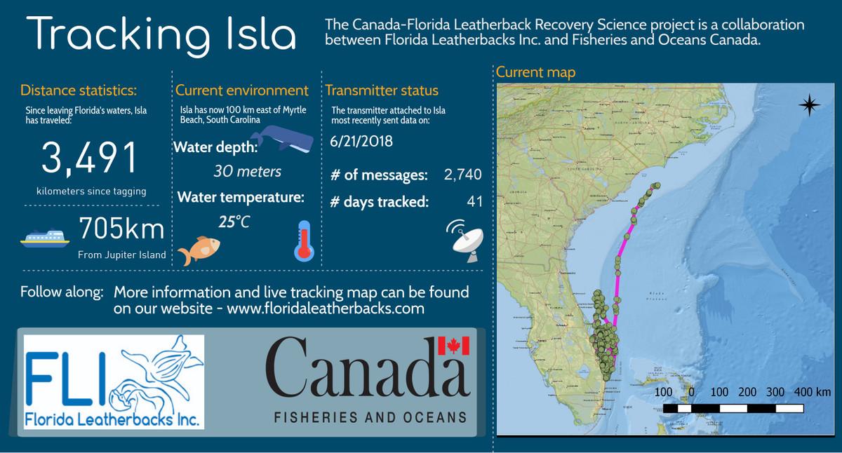 leatherback seaturtle leatherback seaturtle