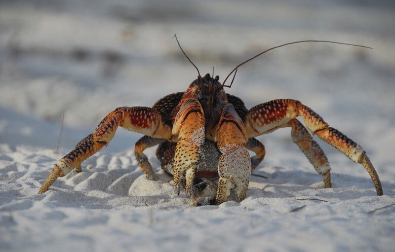 🦀🦀🦀🦀🦀 「世界最重量の陸棲甲殻類は私か」 #ヤシガニ #ギネス世界