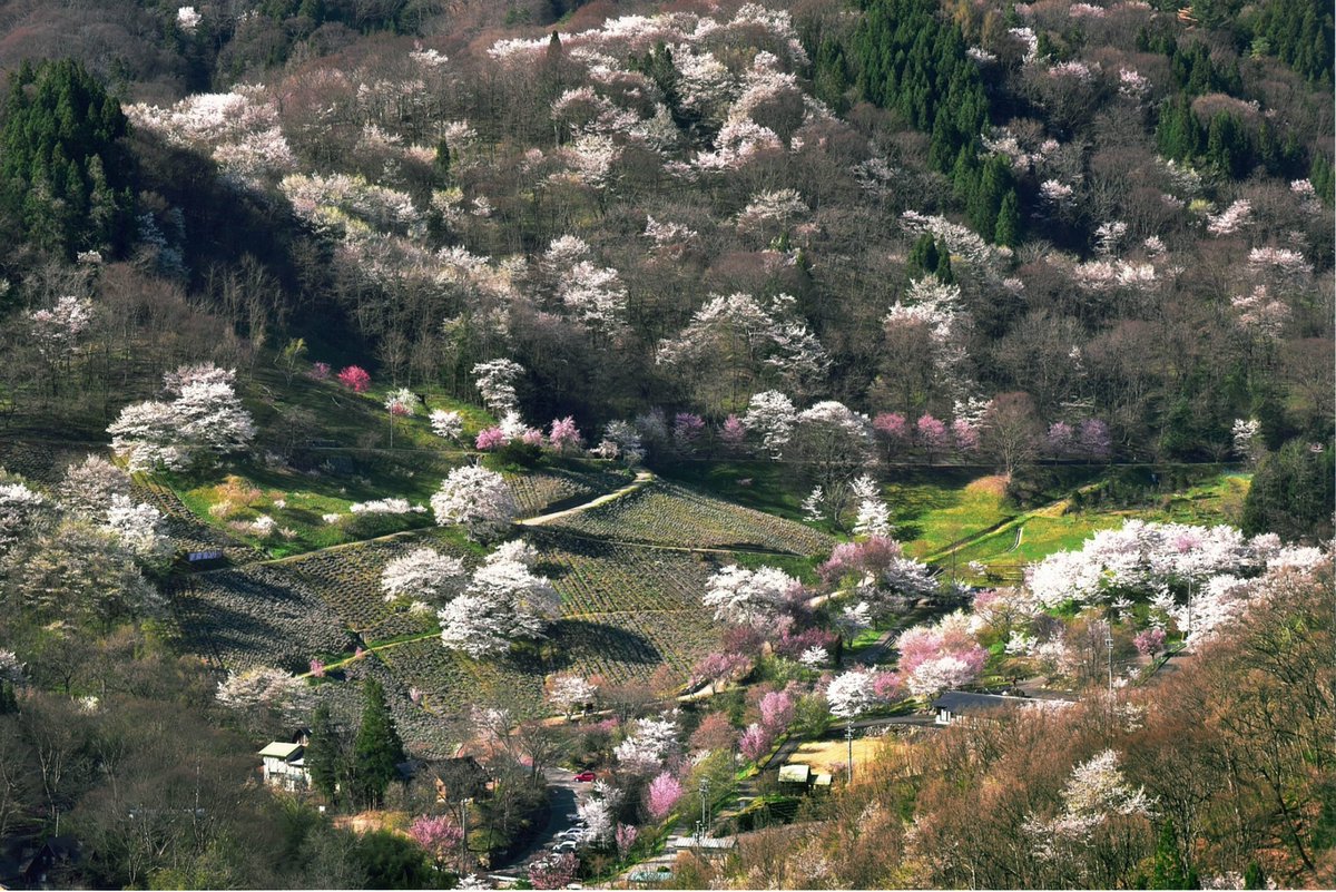 国土交通省 Pa Twitter 陸郷 りくごう の山桜でしょうか 桜仙峡 おうせんきょう と呼ばれています 豊かで住みよい国づくりフォトコンテスト 第22回入賞作66 優秀賞 会長賞 山桜の咲く里 長野県池田町 今村舜匡さん 長野県 第23回募集中 T Co 国土交通省 Pa Twitter 陸郷 りくごう の山桜でしょうか 桜仙峡 おうせんきょう と呼ばれています 豊かで住みよい国づくりフォトコンテスト 第22回入賞作66 優秀賞 会長賞 山桜の咲く里 長野県池田町 今村舜匡さん 長野県 第23回募集中 T Co