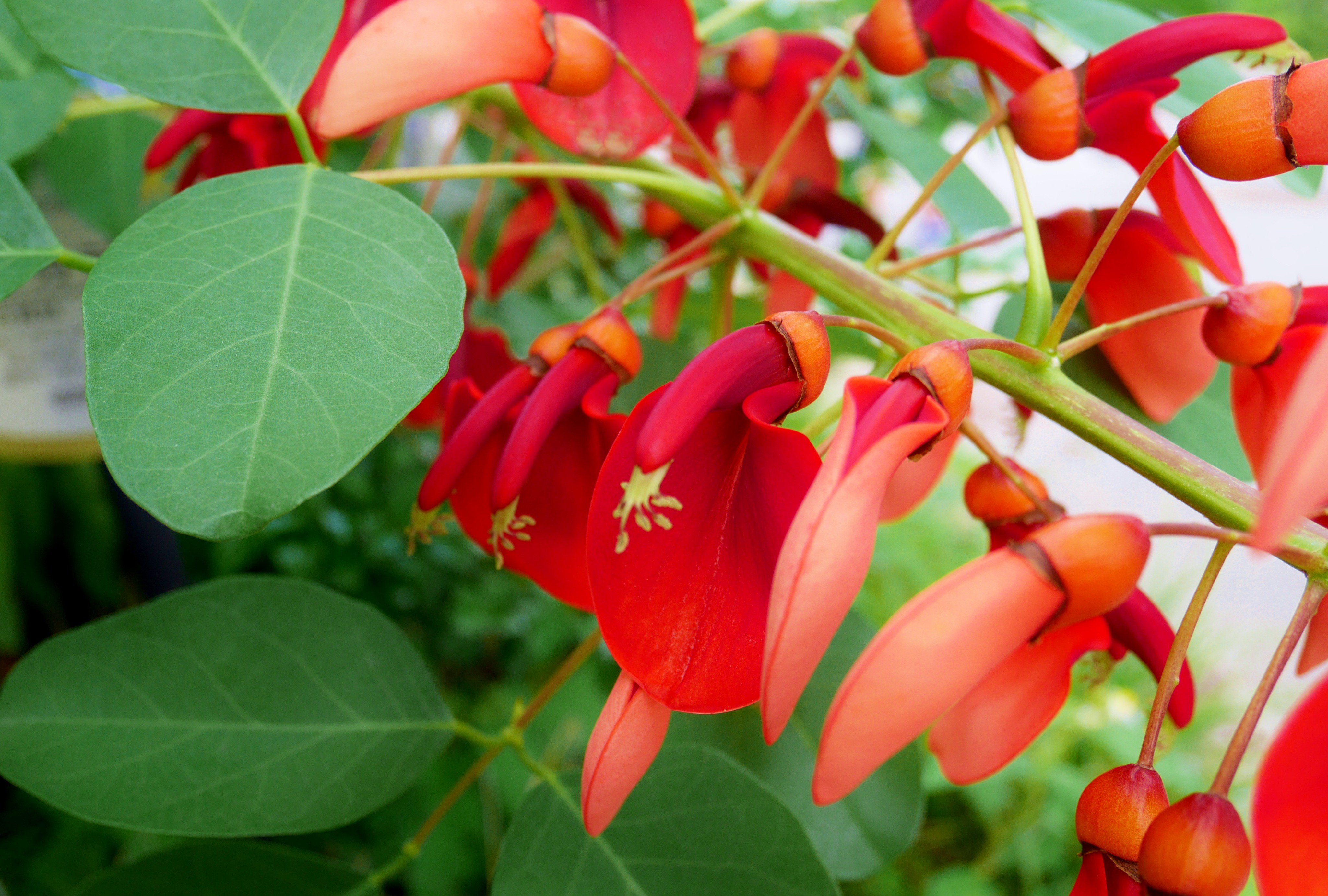 花 アメリカデイゴ の花を見かけましたꕤ 花言葉 夢 マメ科 別名 カイコウズ 海紅豆 渡来 江戸時代 原産地 南アメリカ 真っ赤な花が目を引きます 異国情緒あふれる花の形からも 夢 を連想したのかも しれませんね ๑ ꇴ ๑