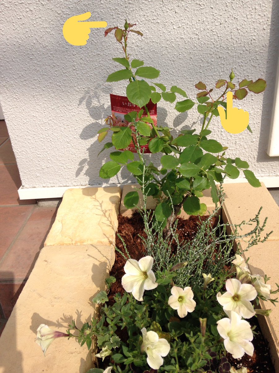 Chien シアン V Twitter Diyで花壇作り 今回は ジョイフル本田 カインズホーム ビバホーム コーナンで 材料を集めて花壇を作りました 総額15 000円位でした 今度は隣にデッキと フェンスに挑戦します あっ つぼみ