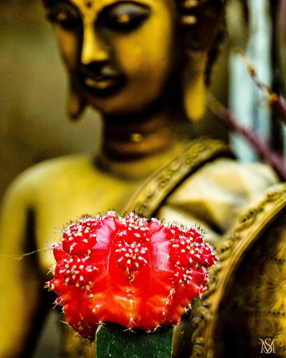 mirror_1_shot's tweet image. Enlightenment.....
.
.
.
#buddha 
#enlightenment 
#MSphoto 
#sonya6000 
#mirrorlessshotter 
#mirrorlessa6000 
#sonya6000club 
#sonytribe 
#mirrorlessrookie
#mirrorlessgang