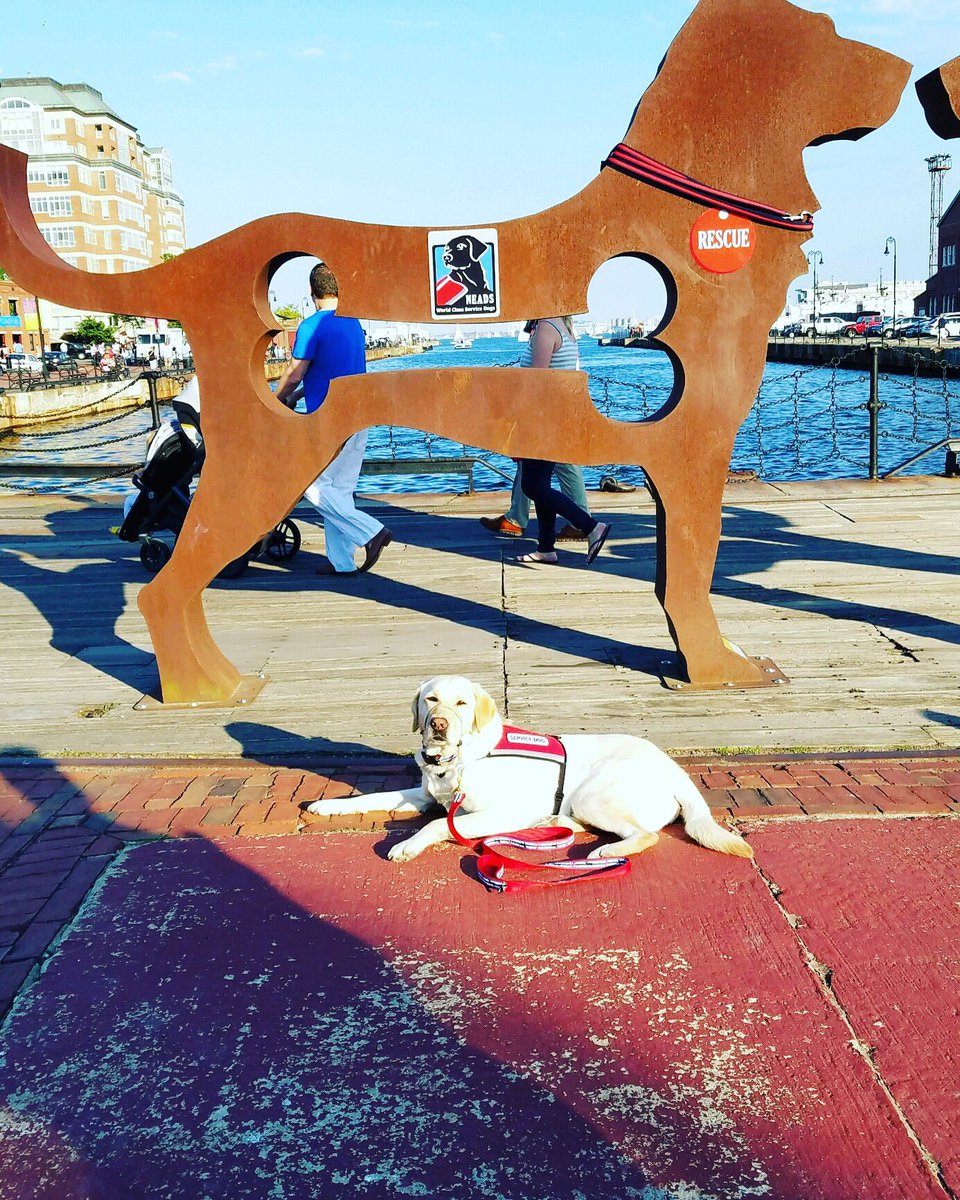 rescueboston's tweet photo. So honored to have one of @artofdalerogers amazing metal dog sculptures named after me!! HUGE thanks to the Navy Yard Garden Assoc for showcasing my @NEADSdogs #servicedog friends in the #bigdogshow2018!!! Check out the exhibit from now until September! #neadsdogs #neadsnation https://t.co/Ar4cQ4OS7p