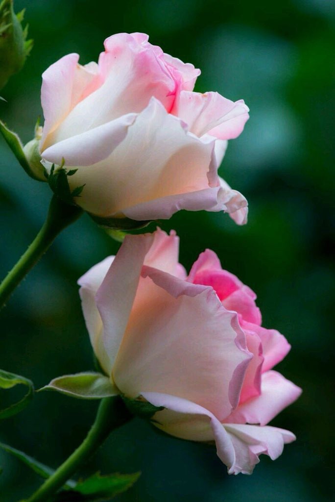 dilruba_lees's tweet photo. @GTXS7 @A_M_OR @HOMEL3ND @AdryMMP @us9 @ftrickhpx @BB_BestLove ❀ #THEBEST ❀
❀ #AdryMMP ❀
┅━❀ ❥ ❀━┅
ғollow @us9
ғollow @GTXS7
ғollow @A_M_OR
ғollow @ftrickhpx
ғollow @AdryMMP
ғollow @dilruba_lees
ғollow @HOMEL3ND
ғollow @BB_BestLove
┈┉┅━✿#ADRY✿━┅┉┈
#SDV #QuintaDetremuraSDV
#MGWV #HOMEL3ND #us9
┈┉┅━✦🔥✦━┅┉┈ https://t.co/5igS6ESMPf