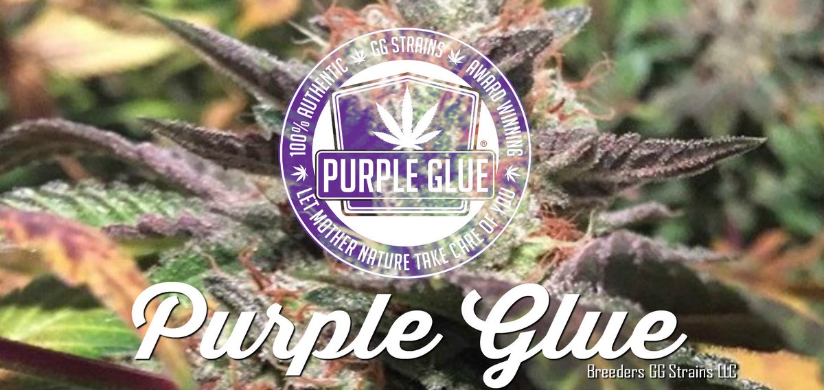 GGStrains's tweet photo. #PurpleGlue #GetGlued #GGStrains https://t.co/oPkE0Kcd8Q