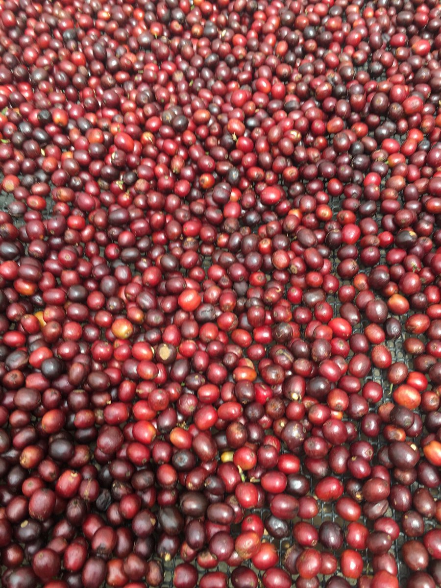 Muy interesante - abre el mundo de los sabores en cafés - para los consumidores Q - processing level II #catacionpublica #dondelacomplejidadsehacesimple #catacionpublia.co