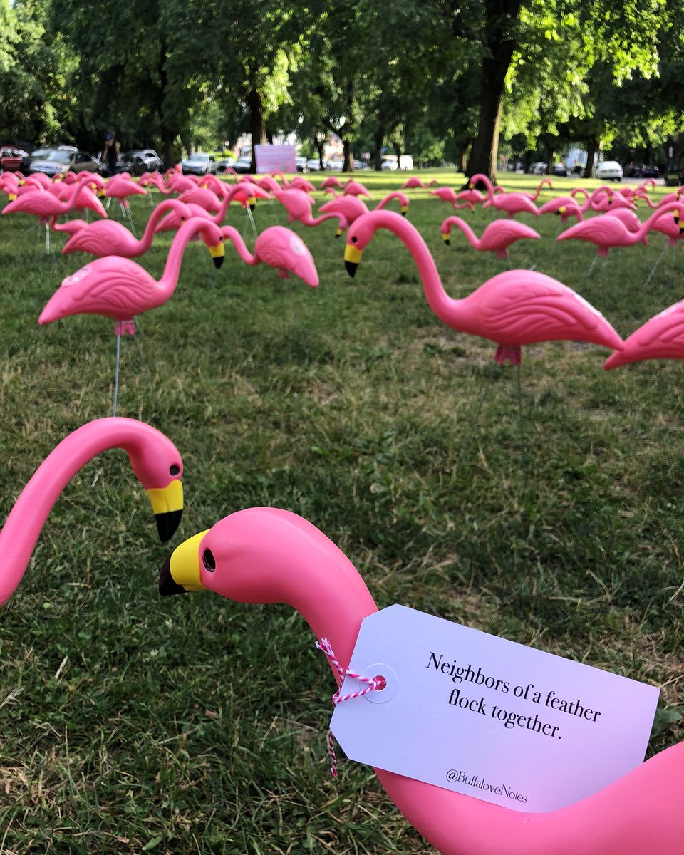 BuffaloveNotes's tweet image. Ready to flamingle with a world record, @bfloparks. #BuffaloveNotes #FLOmingo #Olmsted150 #HashtagStepOutBuffalo