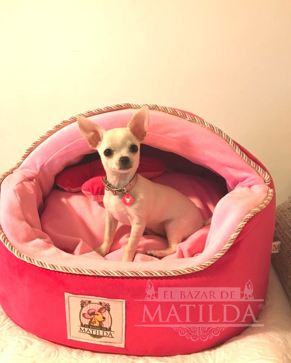 ❣️🌻Frida🌻preciosa damita Chihuahua desde Antofagasta❣️En su camita Refugio tamaño pequeño.  Envíanos mensaje si deseas encargar❣️
 #chihuahua #perroschilenos #camasparamascotas #camaparaperros #productoexclusivo #hechoenchile #bazardematilda