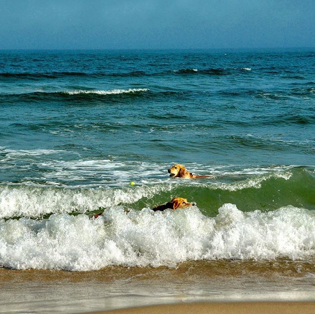 HamptnRetrievrs's tweet image. Happy Summer Solstice!  We are back in our natural habitat 🐾🌊
#wavegoodbye #surfdog #beachdog #ocean #oceanswim #solstice #hotdogbeach #eastquogue #hamptons #dogsofthehamptons #dogsthatswim #oceanlife #beachlife #saltlife #goldenretriever #thegreatou… ift.tt/2K0bJi0
