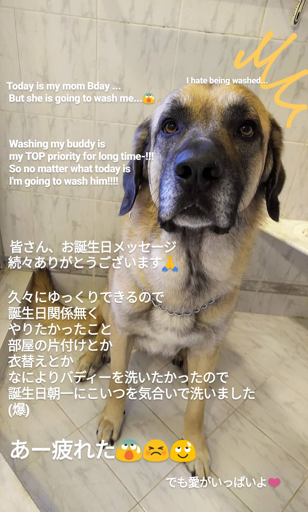 Ikumi Yoshimatsu 吉松育美 皆さん 続々お誕生日メッセージありがとうございます 久々にゆっくりできるので 誕生日関係無く やりたかったこと 部屋の片付けとか 衣替えとか 何よりバディーをずっと洗いたかったので誕生日朝一気合いで洗いました 爆 Ikumi Yoshimatsu 吉松育美 皆さん 続々お誕生日メッセージありがとうございます 久々にゆっくりできるので 誕生日関係無く やりたかったこと 部屋の片付けとか 衣替えとか 何よりバディーをずっと洗いたかったので誕生日朝一気合いで洗いました 爆