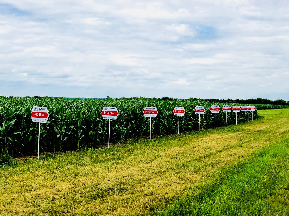 3g_seed's tweet photo. Crops continue to hold on through the drought. All things considered the corn looks really good!@PioneerKansas https://t.co/WewNKJolrA