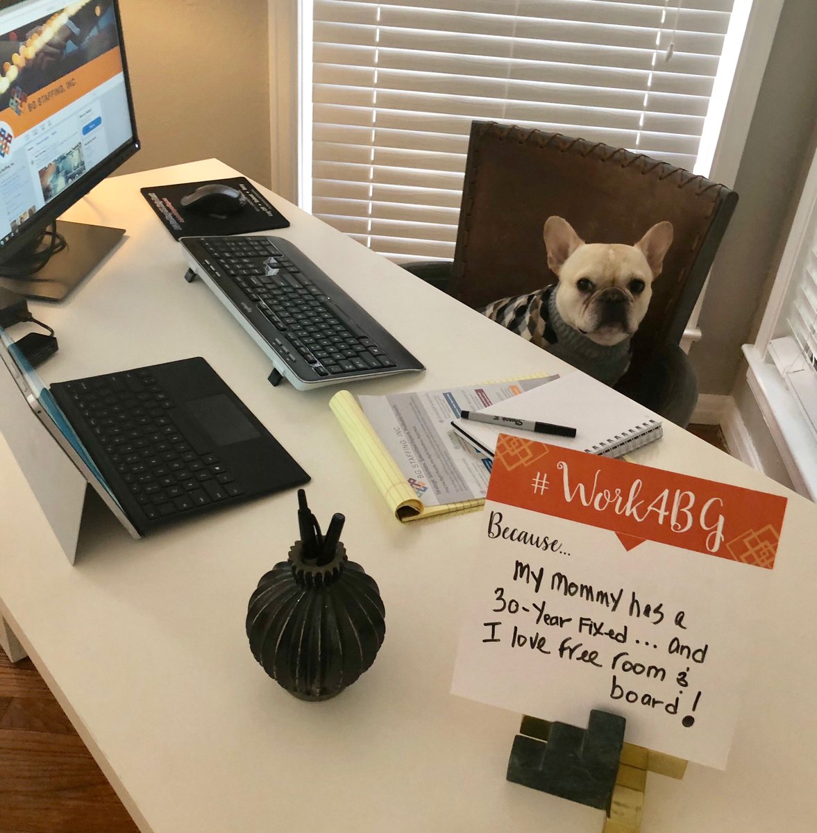 work4bgsf's tweet photo. Sir Bullwinkle loves free room and board from his BG owner Kelly! #Work4BG #NationalSelfieDay #BGDogs @bullwinkle_thefrenchie https://t.co/noAVaAYSEB