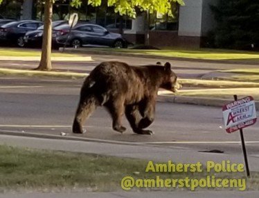 [AMHERST POLICE ALERT] Patrol Officer just took these photos of the bear in the area of I-990 and Crosspoint.  We are hoping he will be going into the woods for the night.  

Do not approach,  call 9-1-1 and report location.