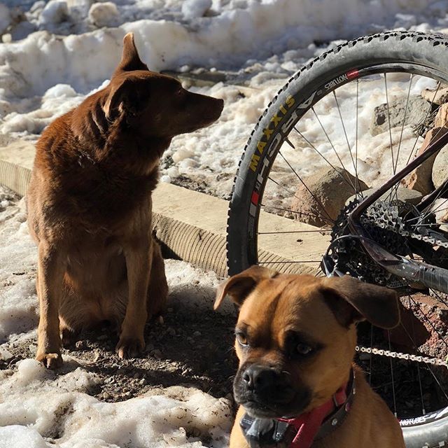 PlattePack's tweet photo. #latergram Spring riding in Breckinridge — Pack up and ride Eagle Colorado trails. #goride #colorado #breckenridge https://t.co/Wt5IzpFyHw https://t.co/mnKSrPodQD