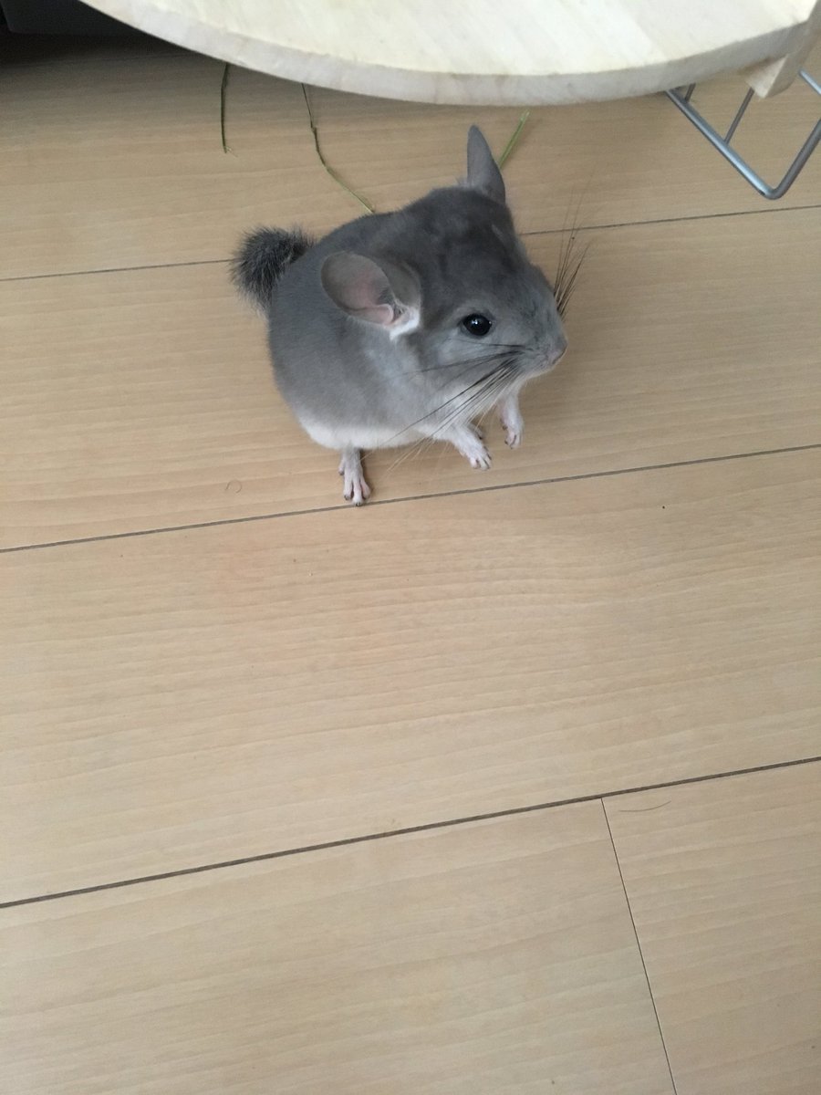 きょんくま 写真 かっこいいなぁ… ホットトイズのインフィニティウォー全種類買おう