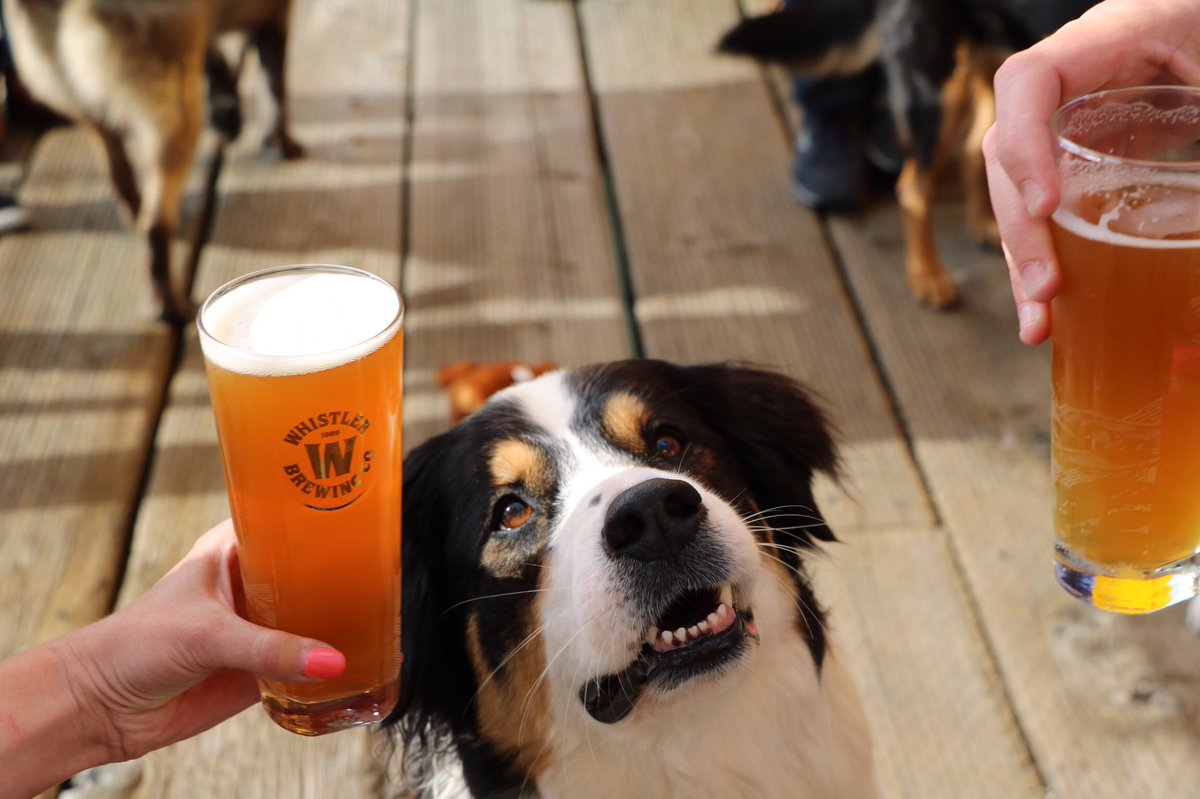 Having a woof week? Don’t worry, the weekends right around the corner! ☀️ 🍺 🐕 
#mountainmade #whistlerbeer #rescueale @mahonyandsons #vancouver #weekendvibes