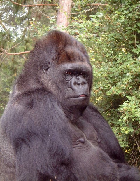 Adios Koko, thanks for blowing my mind.  Your amazing life added so much depth and poses so many good questions about being a human animal